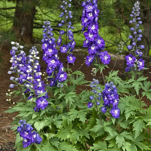 Beautiful Delphinium Varieties in different colors 