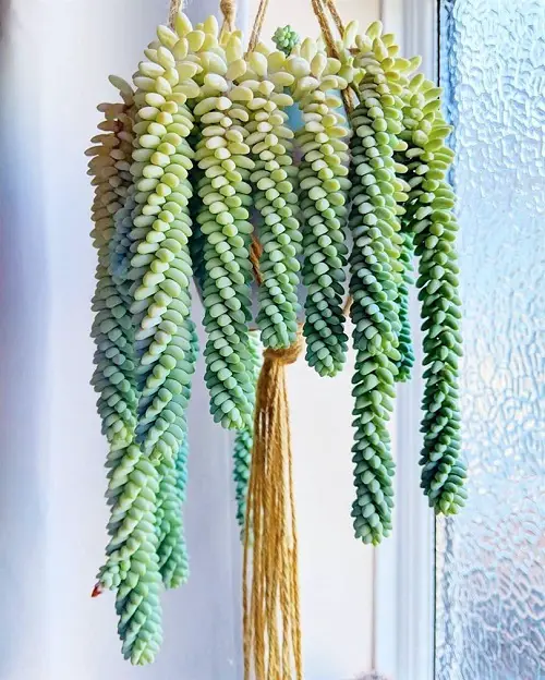 Best Low Light Hanging Houseplants
