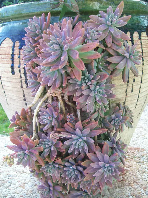 best varieties for Graptosedum for your garden