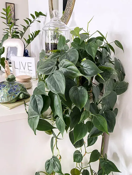 Splendid Vines with Heart Shaped Leaves