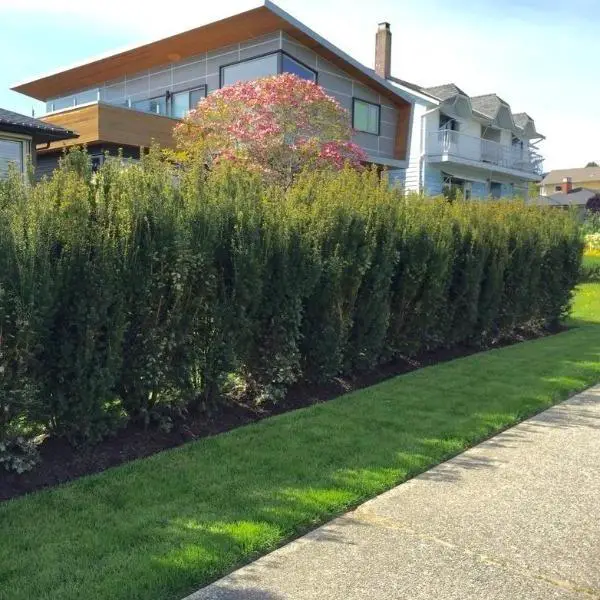 Amazing Privacy Plants That Can Become Perfect Screen for Outdoors