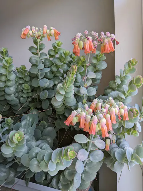 Mother of Thousands Varieties