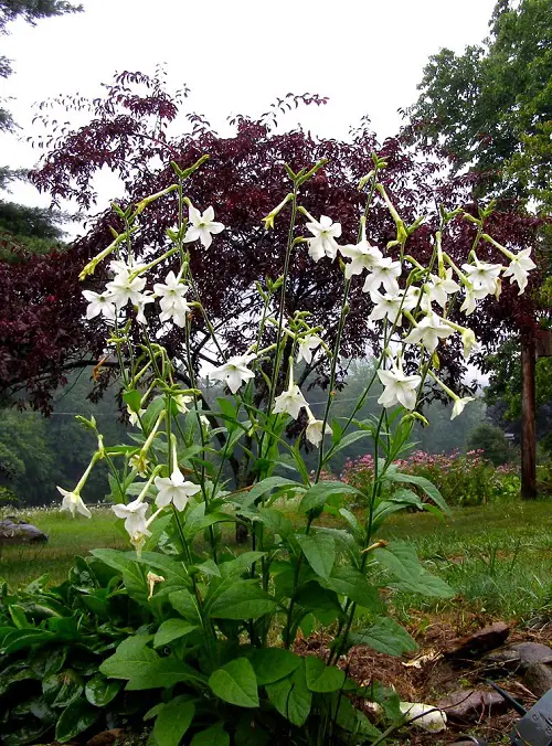 Night Blooming Fragrant Flowers with Strong Scent