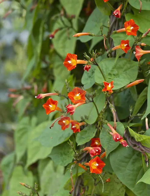 The Best Orange-Flowered Climbers and Vines