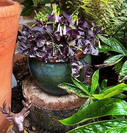 Outdoor Indirect Sunlight Plants for Containers