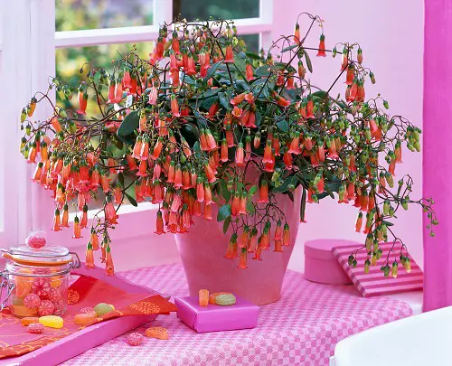 The Best Varieties of Flowering Kalanchoes
