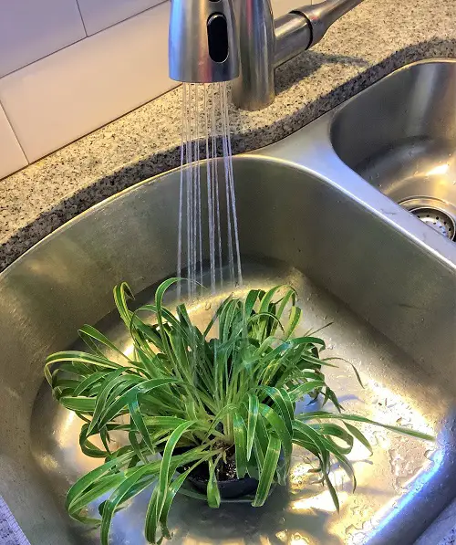Clever Tips for Garden When Going on Vacation Shower Your Plants Before Leaving