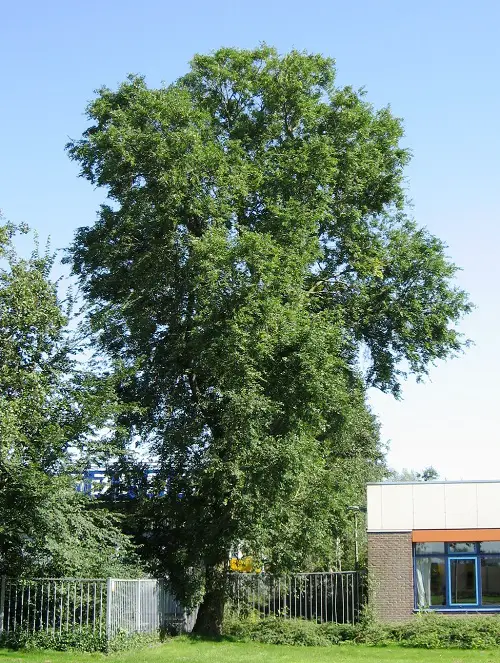 Types of Elm Trees in garden