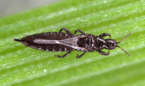 Typical Houseplant Pests and How to Remove Them