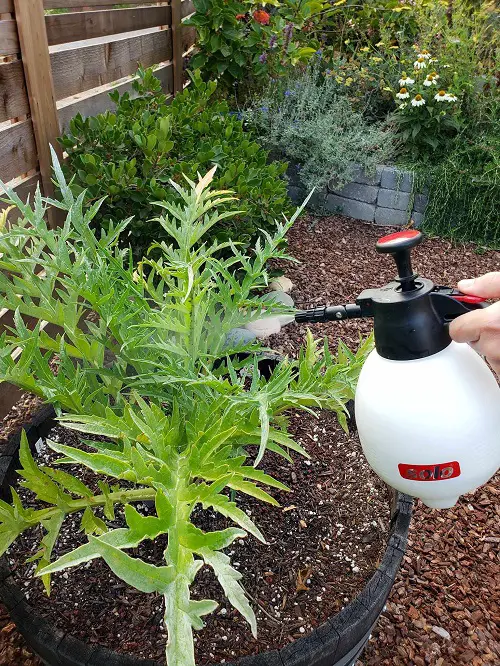 Try Neem Oil