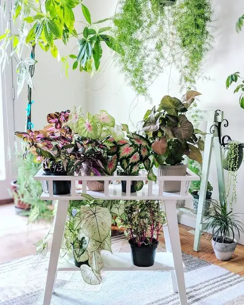 Gorgeous Caladium Counter