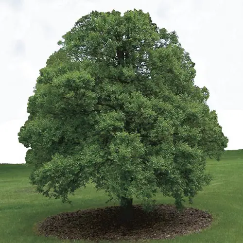 Types of Elm Trees