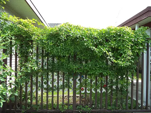 The Greatest Privacy Plants That Make the Ideal Outdoor Screen