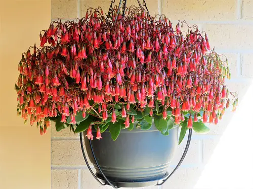 Types of Flowering Kalanchoe Varieties 5