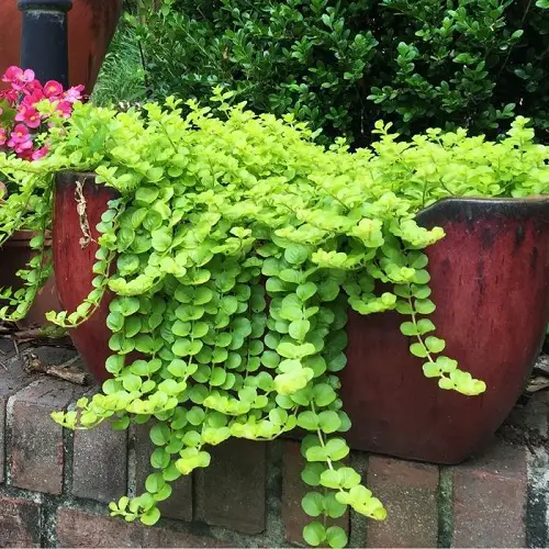 top Outdoor Indirect Sunlight Plants for Containers 