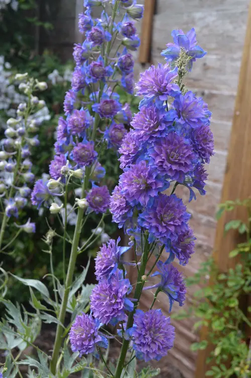 Types of Delphinium Varieties 5