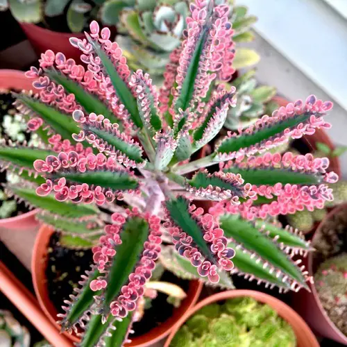 Best Mother of Thousands Variety type