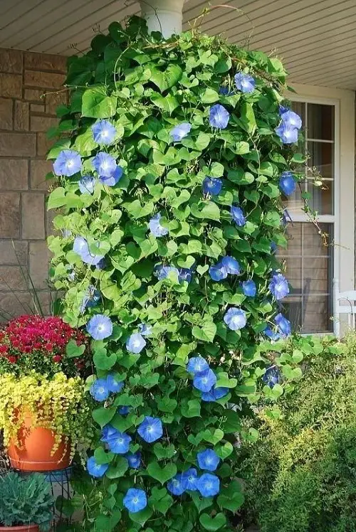 top Best Plants for Front Door According to Various Cultures