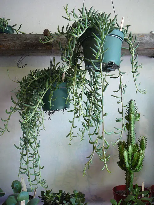 Low Light Hanging Houseplants in garden