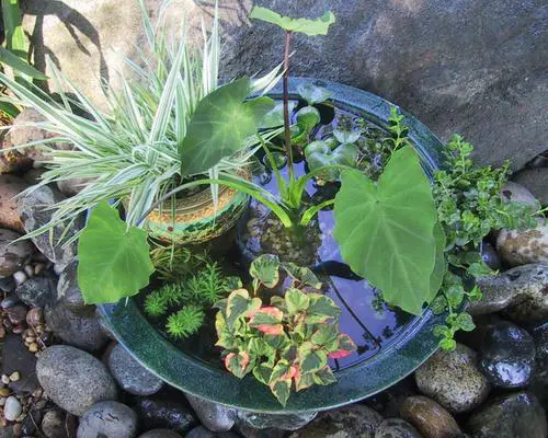 Water Garden with Alocascia, Hyacinth, and other Aquatic Plants