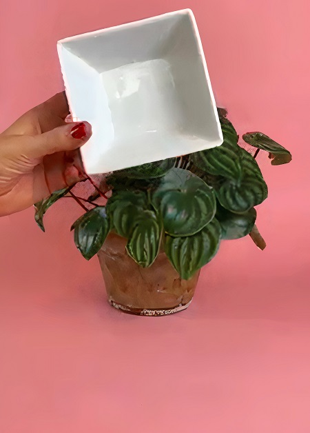 Rubber Band Hack to Grow New Plants Quickly!