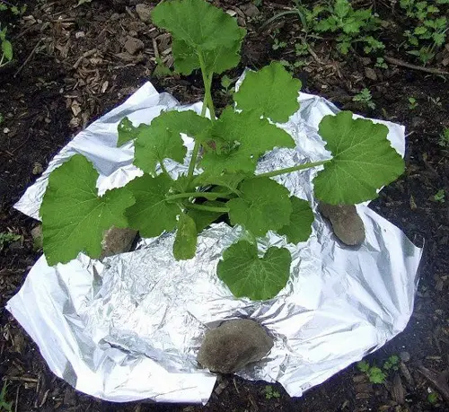Add Reflective Mulch