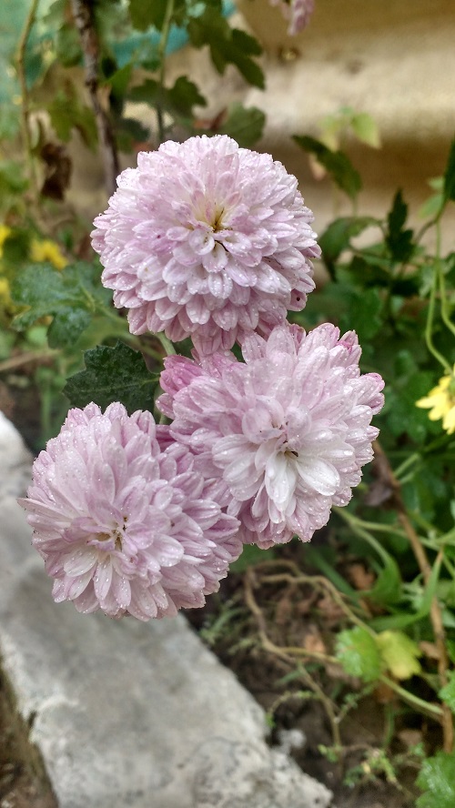 Stunning Types of Chrysanthemum in garden