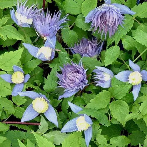 Garden Ideas: The Greatest Clematis With Blue Flowers