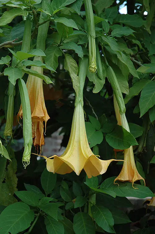 Amazing Flowers that Bloom at Night