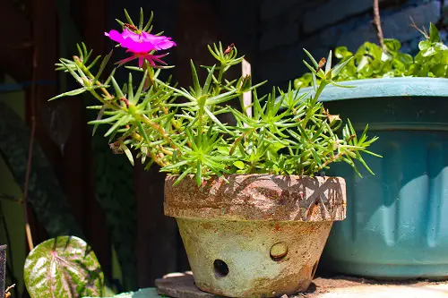 Grow it in a Wide Pot