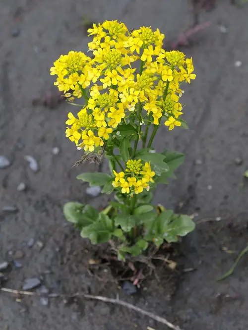 Weeds with Yellow Flowers