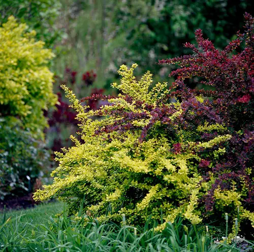 top Most Invasive Plants: If You See Them, Remove Immediately