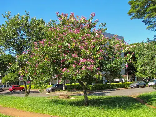 Gorgeous Trees with Purple Blossoms 
