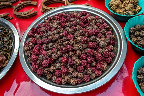Harvesting Rudraksha Tree 