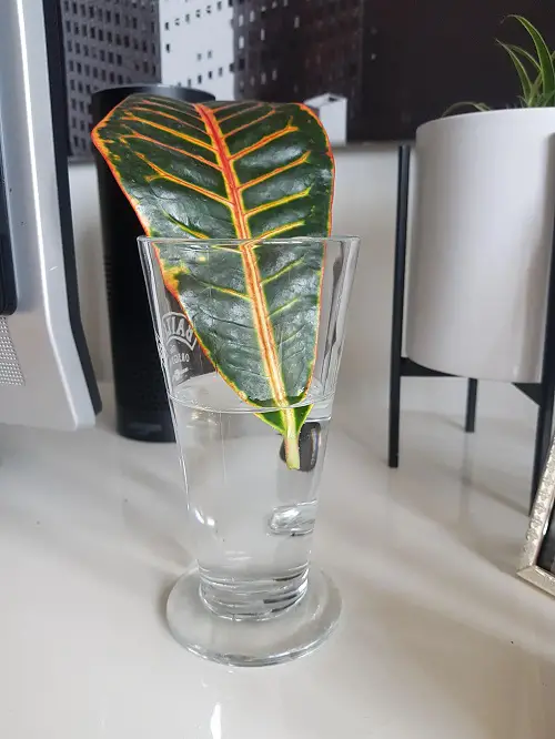 Petiole Rooting for Propagating Croton Plants