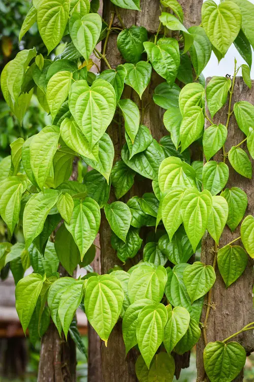 beautiful Splendid Vines with Heart Shaped Leaves
