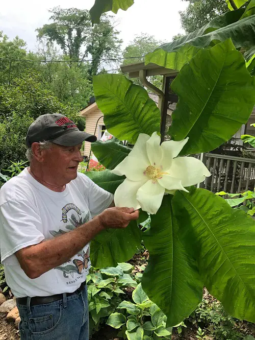 top Plants that Grow Big and Huge Flowers