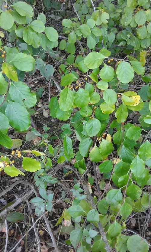 Most Invasive Plants: If You See Them, Remove Immediately