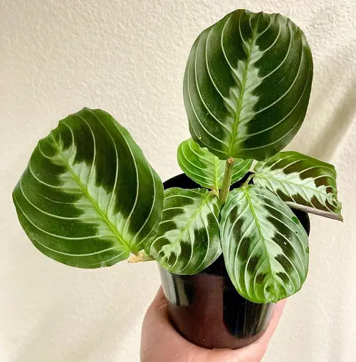 Prayer Plants The Most Beautiful Types