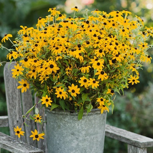 Black-Eyed Susan pot in garden Seeds You Should Freeze Before Planting