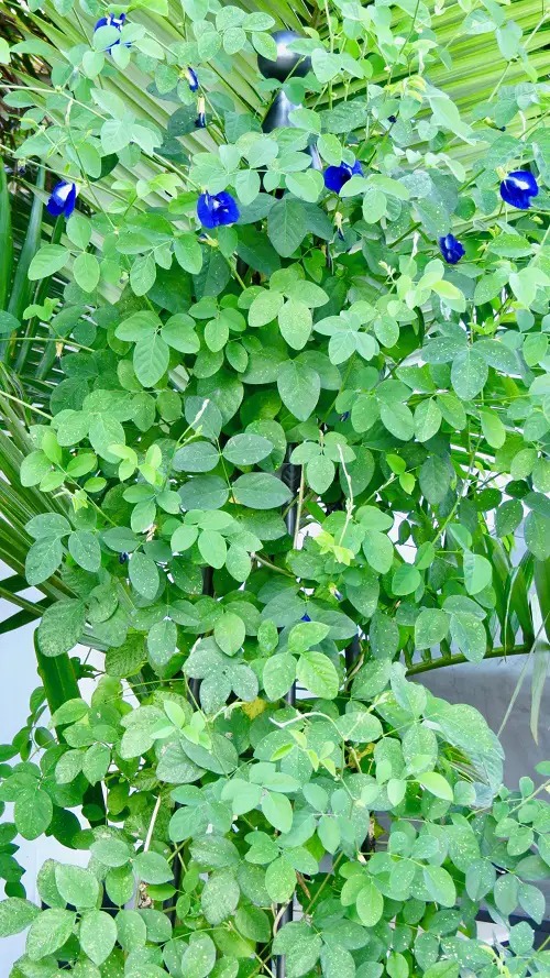 beautiful Vines with Blue Flowers