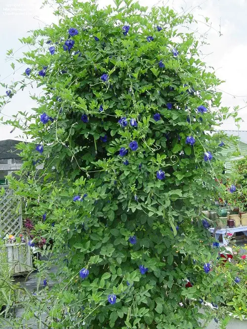 Amazing Blue Flower Names for your garden