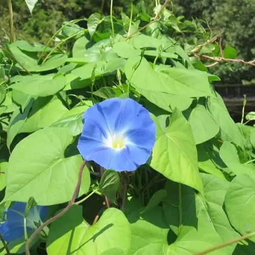 beautiful Splendid Vines with Heart Shaped Leaves