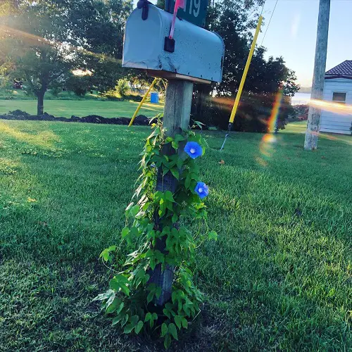 Wood Stake Trellis morning glory trellis