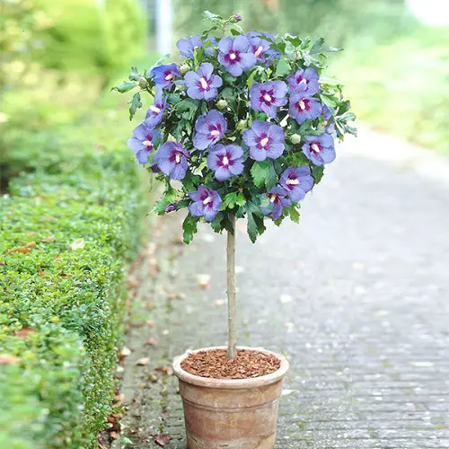 How to Grow Rose of Sharon in Pots
