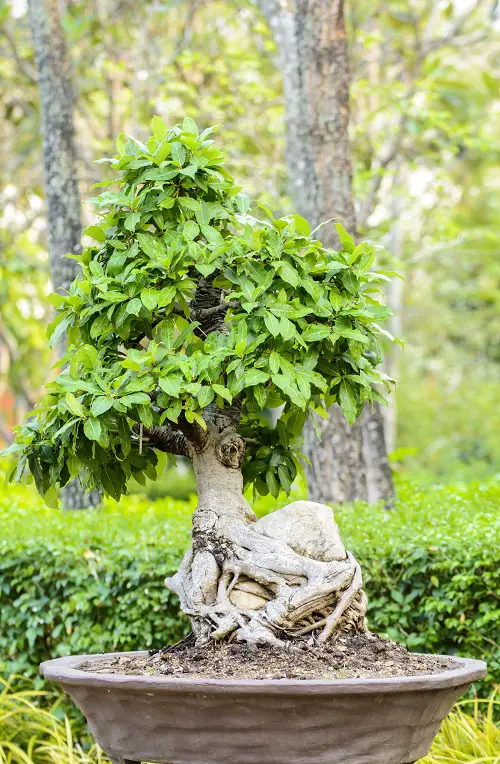 How to Grow a Bonsai on Rocks