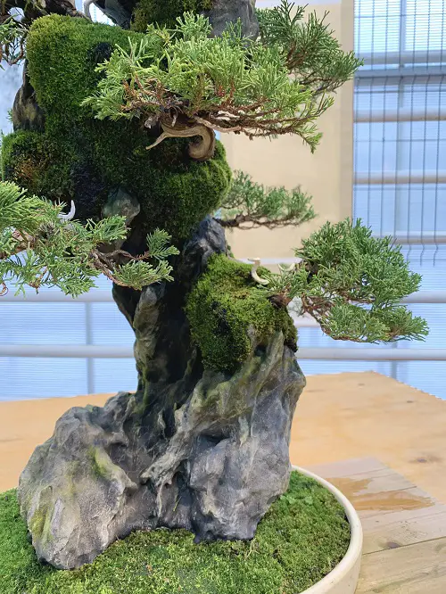 Bonsai Tree Lodged in Stone