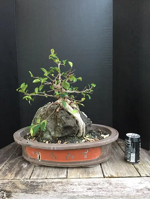 How to Grow a Bonsai on Rocks Mini Ficus on a Rock