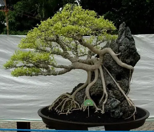 Elegant Bonsai on a Miniature Rocky Hill