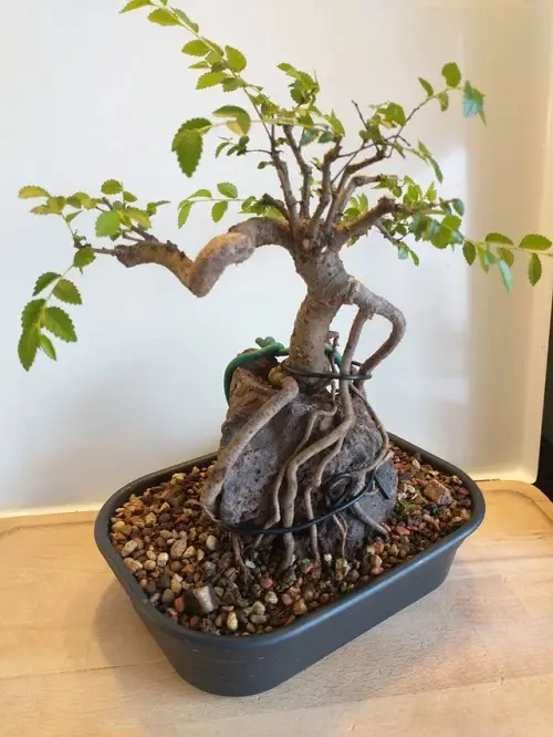 Chinese Elm Rooting Over a Rock